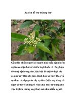 Xạ đen hỗ trợ trị ung thư pdf