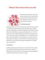 Những kỹ thuật trồng hoa hồng trong chậu ppsx