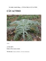 Cây thuốc vị thuốc Đông y – CÂY BA CHẠC & CÂY ACTISO potx