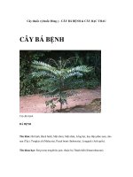 Cây thuốc vị thuốc Đông y - CÂY BÁ BỆNH & CÂY BẠC THAU pptx