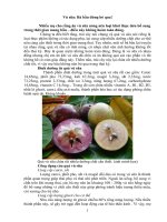 vú sữa bà bầu đừng bỏ qua