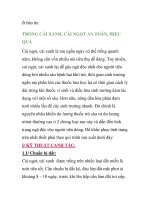 TRỒNG CẢI XANH, CẢI NGỌT AN TOÀN, HIỆU QUẢ pot