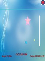 Tìm hiểu về các loài chim pdf