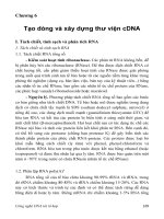 Giáo trình CÔNG NGHỆ DNA TÁI TỔ HỢP - Chương 6 pps