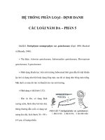 HỆ THỐNG PHÂN LOẠI - ĐỊNH DANH CÁC LOÀI NẤM DA – PHẦN 5 pdf