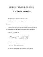 HỆ THỐNG PHÂN LOẠI - ĐỊNH DANH CÁC LOÀI NẤM DA – PHẦN 4 doc