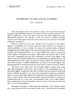 Báo cáo toán học: 