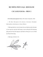 HỆ THỐNG PHÂN LOẠI - ĐỊNH DANH CÁC LOÀI NẤM DA – PHẦN 3 ppt