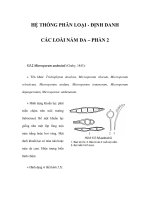 HỆ THỐNG PHÂN LOẠI - ĐỊNH DANH CÁC LOÀI NẤM DA – PHẦN 2 pptx