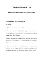 Giun sán - Giun móc / mỏ( Ancylostoma duodenale / Necator americanus ) docx