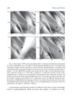 Atomic Force Microscopy in Cell Biology Episode 2 Part 1 ppsx