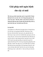 Giải pháp mới ngừa bệnh cho cây có múi pot