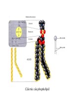 Bài giảng chuyển hóa các chất - Chuyển Hóa Lipid part 8 pdf