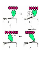 Bài giảng sinh hóa - Hóa sinh Cơ part 8 pdf