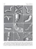 Atomic Force Microscopy in Cell Biology Episode 1 Part 10 potx