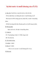 Giáo án Sinh học lớp 6 : Tên bài dạy : Sự hút nước và muối khoáng của rễ (T2) docx