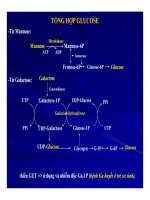 Bài giảng chuyển hóa các chất - Chuyển hóa Glucid part 5 pps