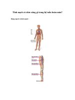 Tĩnh mạch có chức năng gì trong hệ tuần hoàn máu? pot