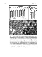 Atomic Force Microscopy in Cell Biology Episode 2 Part 5 pptx