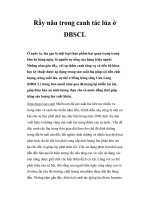 Rầy nâu trong canh tác lúa ở ĐBSCL pps