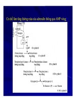Bài giảng sinh hóa -Hóa sinh Hormon part 5 docx