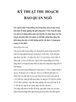 KỸ THUẬT THU HOẠCH BẢO QUẢN NGÔ doc