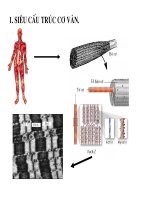 Bài giảng sinh hóa - Hóa sinh Cơ part 2 ppsx
