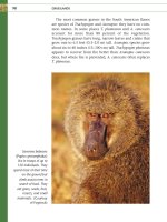 BIOMES OF THE EARTH - GRASSLANDS Part 5 docx