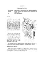 Tài liệu về kỹ thuật trồng, đặc điểm sinh lý và phân bố của cây Sao Đen potx