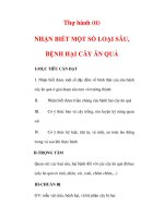 Giáo án Công nghệ lớp lớp 9 : Tên bài dạy : Thự hành (tt) NHẬN BIẾT MỘT SỐ LOẠI SÂU, BỆNH HẠI CÂY ĂN QUẢ docx