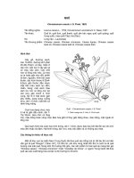 Tài liệu về kỹ thuật trồng, đặc điểm sinh lý và phân bố của cây Quế potx