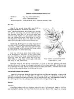 Tài liệu về kỹ thuật trồng, đặc điểm sinh lý và phân bố của cây Xoay ppsx