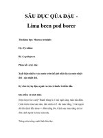 SÂU ĐỤC QỦA ĐẬU Lima been pod borer ppsx