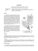 Tài liệu về kỹ thuật trồng, đặc điểm sinh lý và phân bố của cây Xoan Nhừ pdf