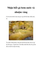 Nhận biết gà bơm nước và nhuộm vàng potx