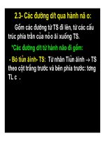 Bài giảng chức năng điều tiết vận động của hệ thần kinh trung ương part 3 pdf