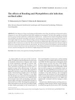 Báo cáo lâm nghiệp: 