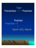 Bài giảng tiêu hóa ở dạ dày part 4 doc