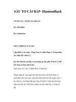 SÂU TƠ CẢI BẮP- Diamondback pot