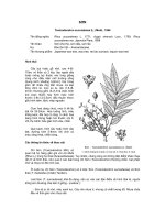 Tài liệu về kỹ thuật trồng, đặc điểm sinh lý và phân bố của cây Sơn docx