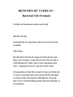 BỆNH HÉO RŨ VI KHUẨN Bacterial wilt of tomato ppsx