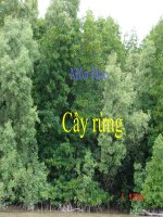 Bài giảng môn thực vật rừng: Cây Rừng ppt