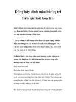 Dùng bẫy dính màu bắt bọ trĩ trên các loài hoa lan ppsx