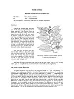 Tài liệu về kỹ thuật trồng, đặc điểm sinh lý và phân bố của cây Trầm Hương pps