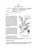 Tài liệu về kỹ thuật trồng, đặc điểm sinh lý và phân bố của cây Trám pot