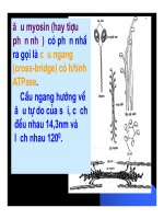 Bài giảng Chức năng vận động của hệ thần kinh trung ương part 2 potx