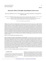 Báo cáo lâm nghiệp: 