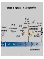 DÒNG THỜI GIAN CỦA LỊCH SỬ CUỘC SỐNG pot