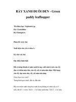 RẦY XANH ĐUÔI ĐEN - Green paddy leafhopper ppt