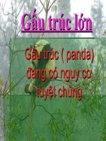 Báo cáo tiểu luận: Gấu trúc ( panda) đang có nguy cơ tuyệt chủng pps